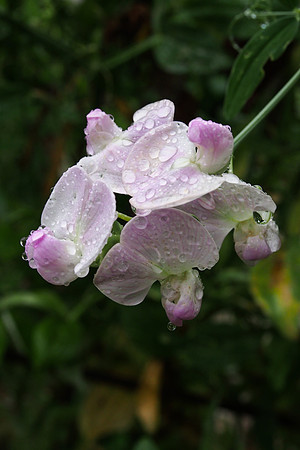 CDI-0026